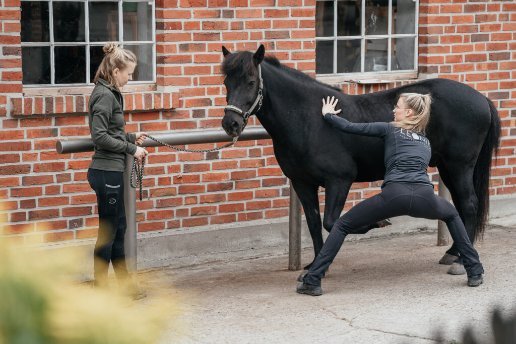 Leonie bei der osteopathischen Pferdebehandlung in Münster