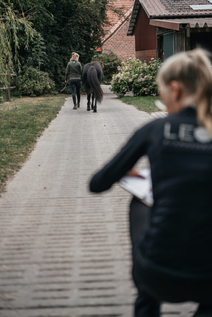 Gesundes Pferd nach osteopathischer Behandlung in Münster