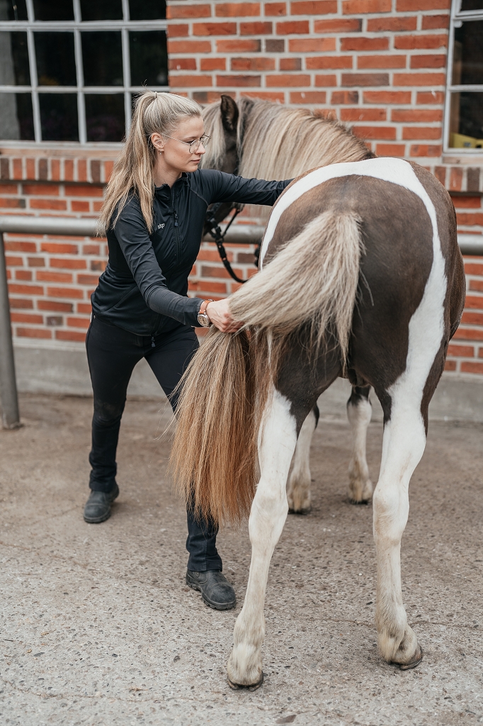 Pferd erhält osteopathische Behandlung von Leonie in Münster