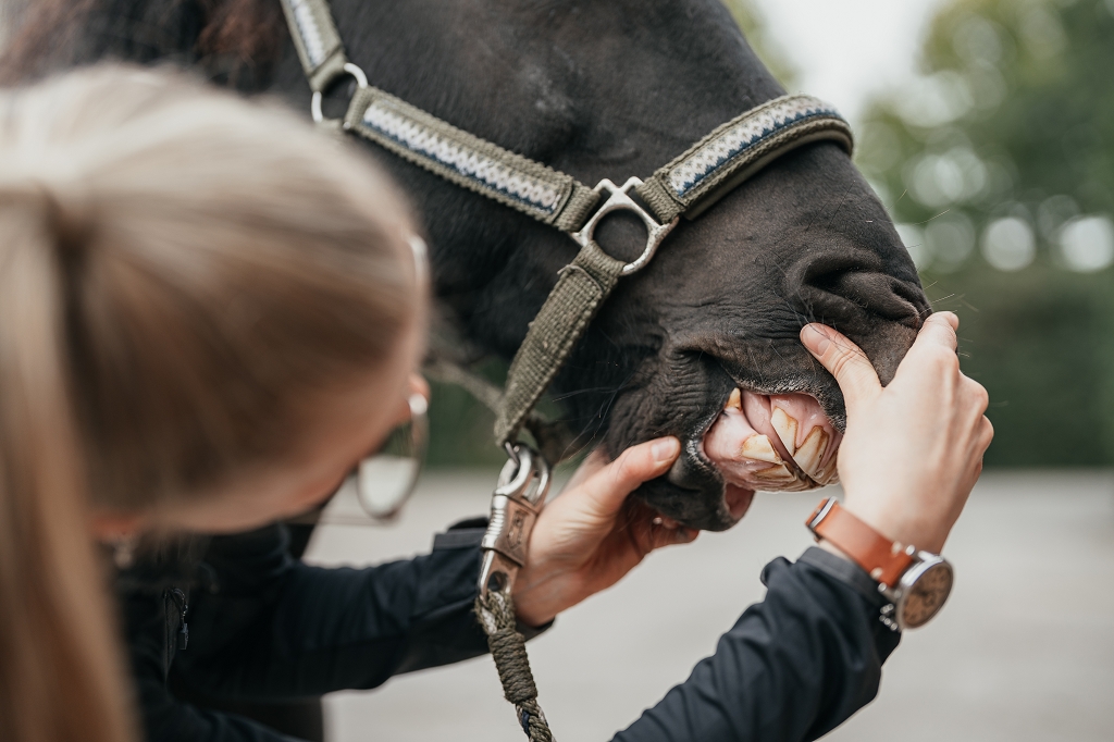 Leonie bei der osteopathischen Pferdebehandlung in Münster